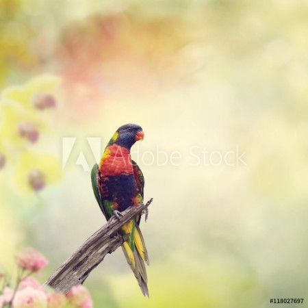 Image de Rainbow Lorikeet